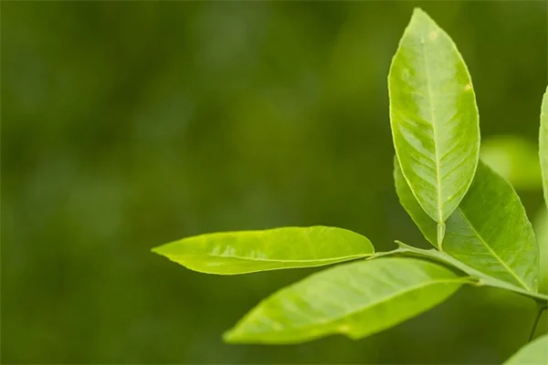 太平洋岸北西部で固有種つる植物を育てる5つのコツ