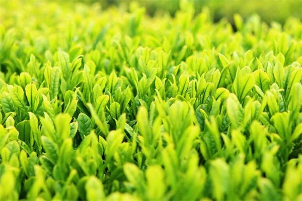 愛犬に安全な野菜7選｜家庭菜園で育てて与えるコツ